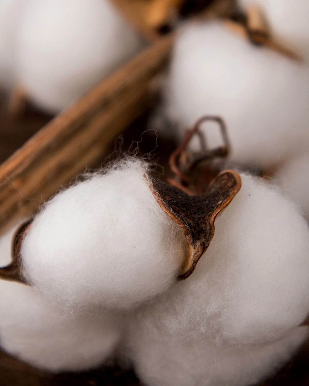 Soft, white raw cotton bolls with brown husks in a close-up macro view.