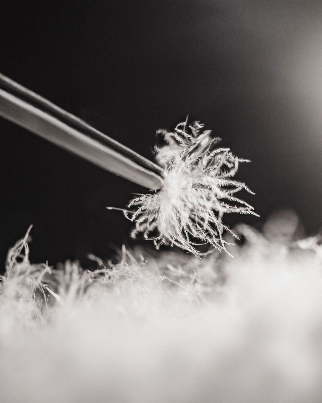 Macro view of soft white duck down feathers held by tweezers, highlighting the high-quality insulation material.